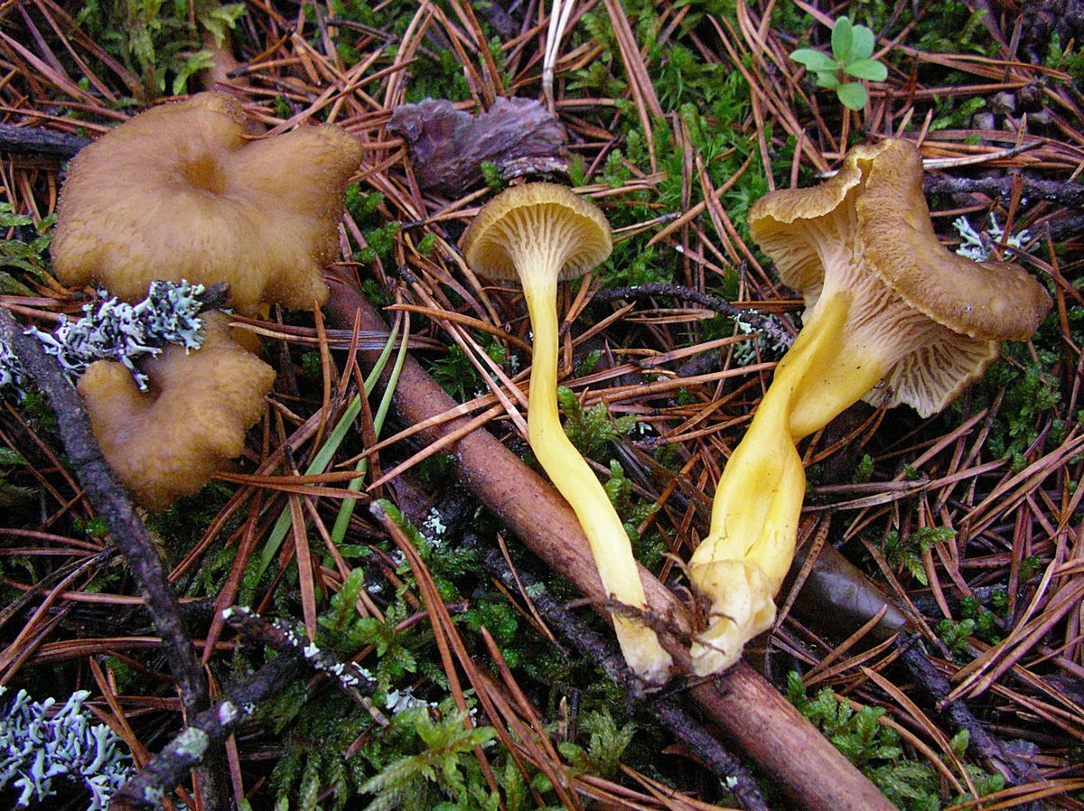 Trompetenpfifferlinge mit braunen Hüten und gelben Stielen zwischen Kiefernnadeln und Moos