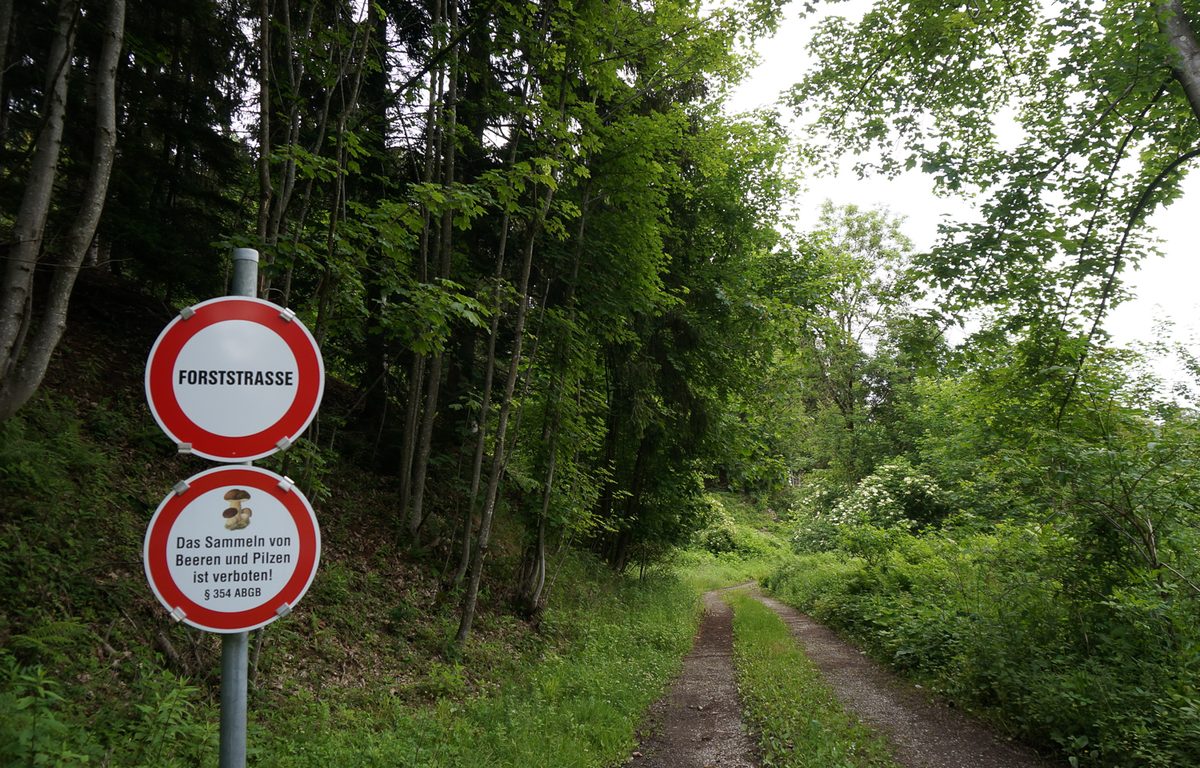 Zwei runde Verbotsschilder an einer Forststraße im Wald: oben „Forststrasse“, darunter ein Steinpilz und „Das Sammeln von Beeren und Pilzen ist verboten! § 354 ABGB“