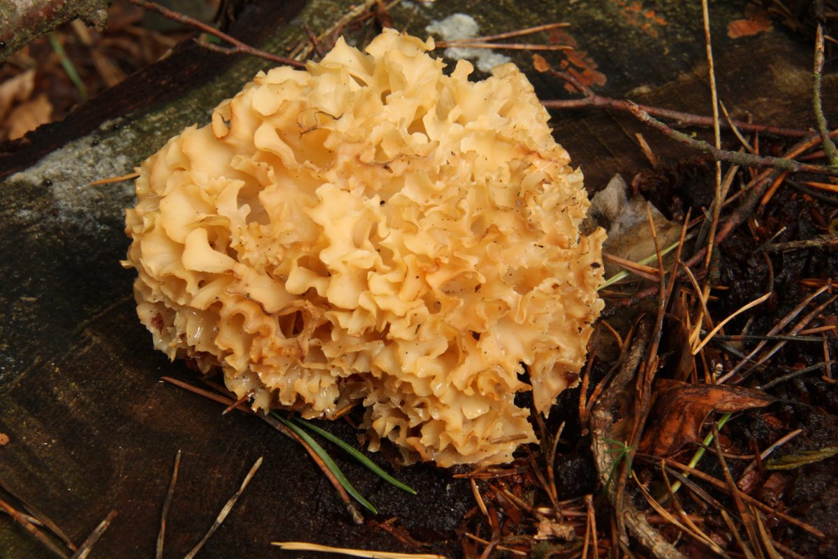 Krause Glucke, ein blumenkohlartiges gelblich-weißes Knäuel am Waldboden