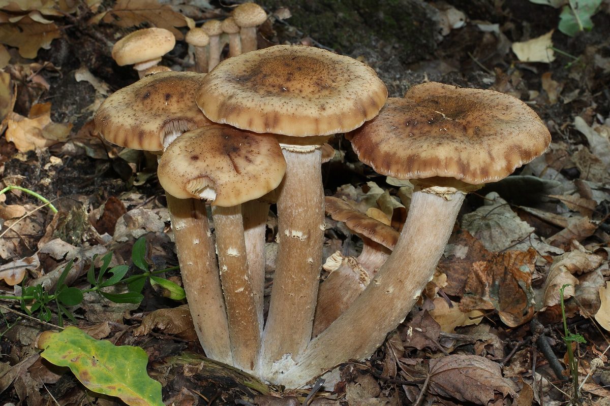 Büschel des Hallimaschs mit braunen, geschuppten Hüten zwischen Laub