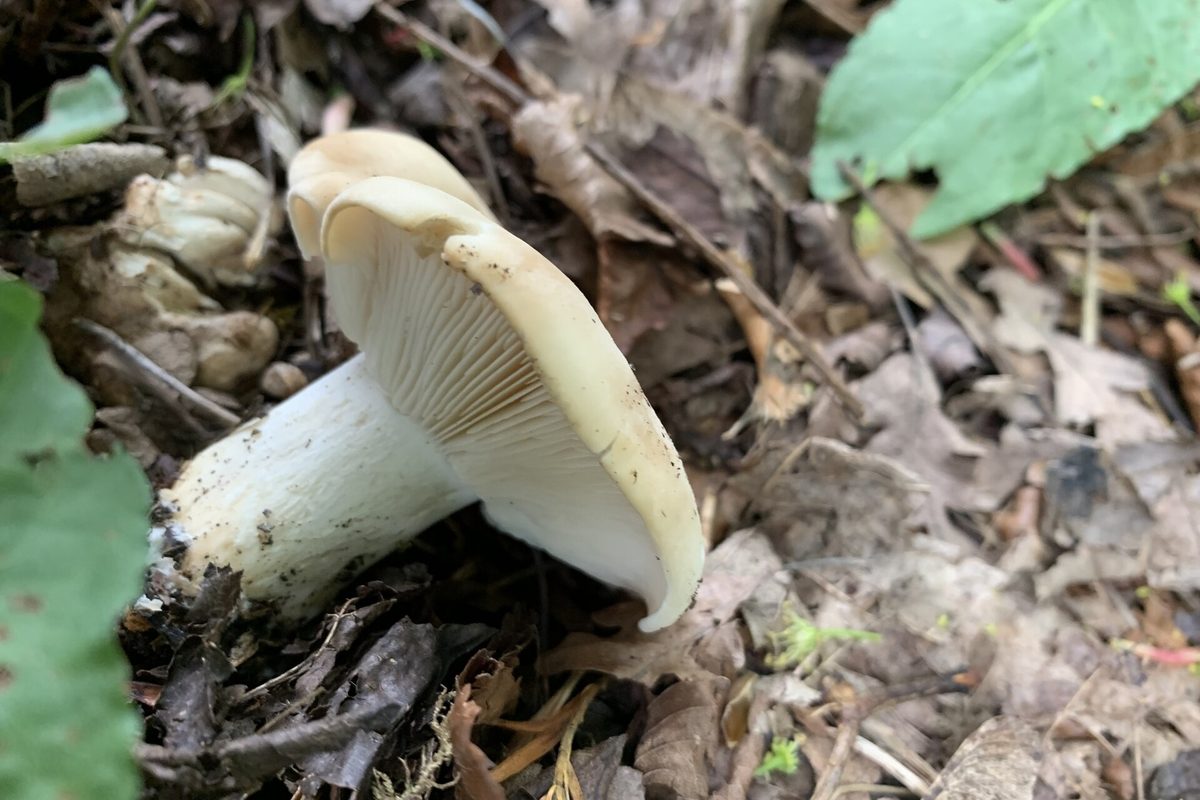 Weißlicher Maipilz mit dichten Lamellen am Boden zwischen Laub