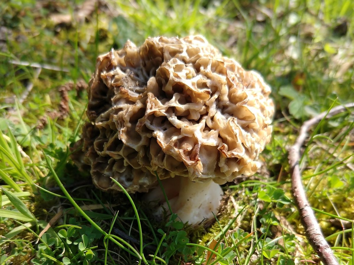 Speisemorchel mit gelblich-braunem, wabenartigem Hut im Gras