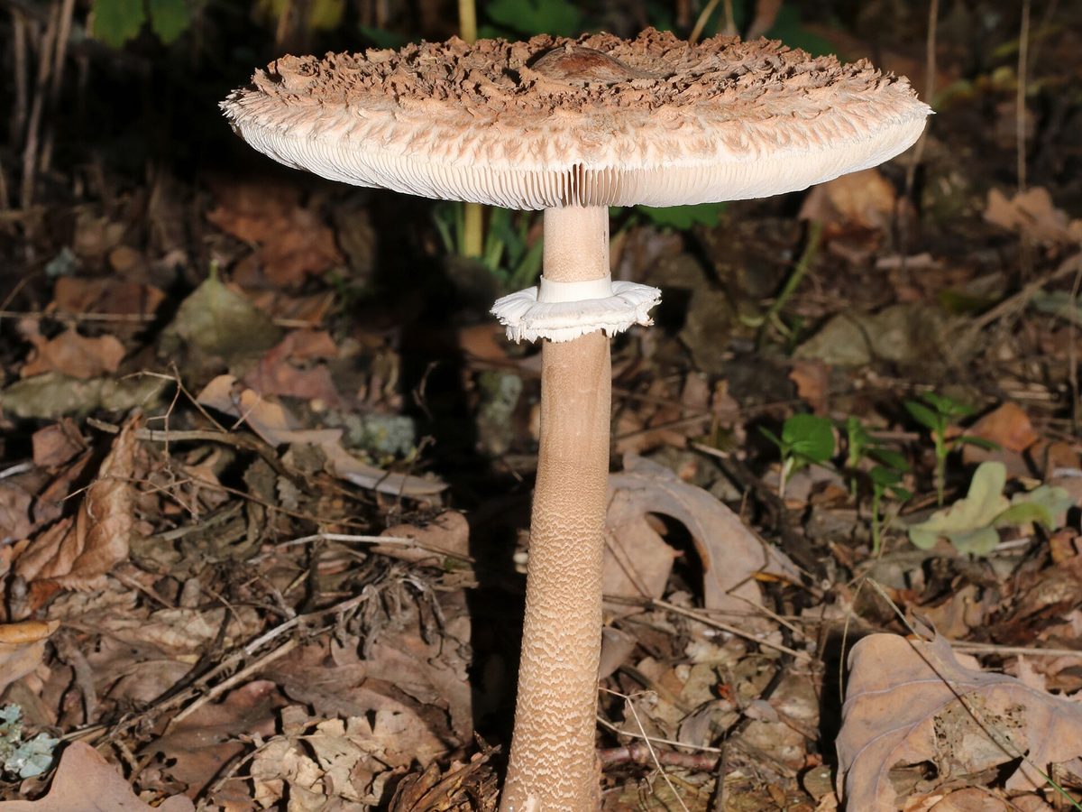Parasol mit großem, schuppigem Hut und schlankem, genattertem Stiel mit Ring