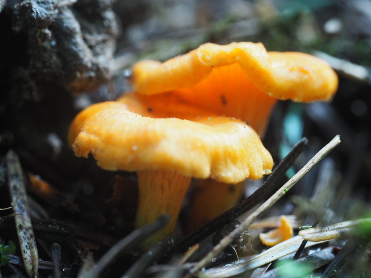 Dottergelbe Pfifferlinge am Waldboden