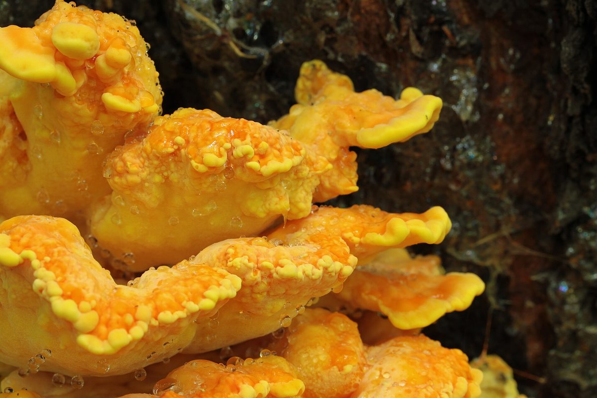 Leuchtend orange-gelbe Konsolen des Schwefelporlings an einem Stamm