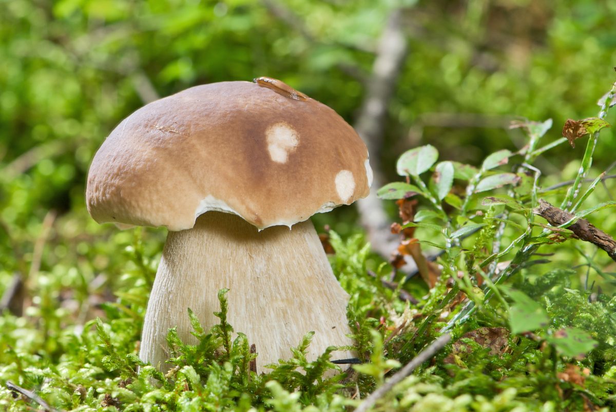 Steinpilz mit braunem Hut und dickem hellem Stiel im Moos